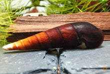 Lade das Bild in den Galerie-Viewer, Cappuccino Schnecke / Turmdeckelschnecke | TDS | Faunus ater im Schnecken Aquarium