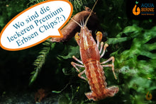 Lade das Bild in den Galerie-Viewer, Der Cpo Zwergfluss Krebs frisst gerne die "Aqua Birne Premium Erbsen Chips" im Aquarium als Krebsfutter