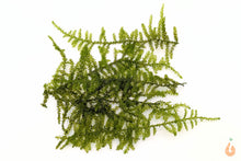 Lade das Bild in den Galerie-Viewer, Creeping Moos | Vesicularia sp. "Creeping Moss" | Aquariummoos