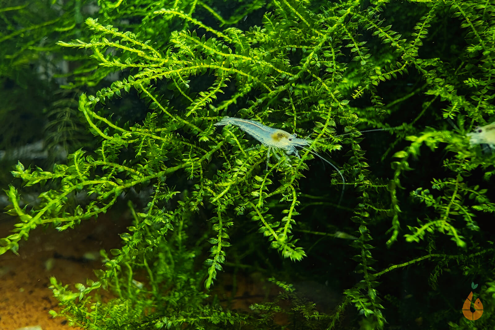 moos dünger aquarium Creeping Moos | Vesicularia sp. 