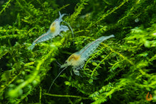 Lade das Bild in den Galerie-Viewer, Creeping Moos | Vesicularia sp. "Creeping Moss" | In Vitro Aquariummoos