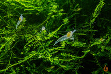 Lade das Bild in den Galerie-Viewer, Creeping Moos | Vesicularia sp. "Creeping Moss" | In Vitro Aquariummoos