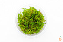 Lade das Bild in den Galerie-Viewer, Creeping Moos Vesicularia sp. Creeping Moss In Vitro Aquariummoos