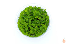 Lade das Bild in den Galerie-Viewer,
Dreiteiliger Wassernabel | Hydrocotyle sp. "Japan" | In Vitro Aquariumpflanze
für das Garnelenaquarium