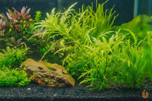Lade das Bild in den Galerie-Viewer, Duftender Wasserfreund | Hygrophila odora | In Vitro Aquariumpflanze im Garnelenaquarium