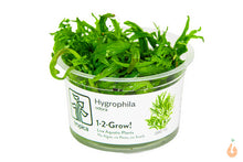 Lade das Bild in den Galerie-Viewer, Duftender Wasserfreund Hygrophila odora In Vitro Aquariumpflanze Tropica