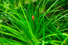 Lade das Bild in den Galerie-Viewer, Eriocaulon sp. Vietnam | Wasserpflanze / Topfpflanze im Garnelen Aquarium