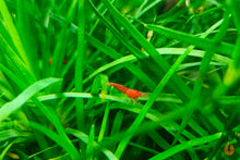 Lade das Bild in den Galerie-Viewer, Eriocaulon sp. Vietnam | Wasserpflanze / Topfpflanze im Garnelenaquarium