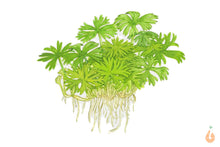 Lade das Bild in den Galerie-Viewer, Fluss Hahnenfuss | Ranunculus inundatus | In Vitro Aquariumpflanze Tropica Zeichnung