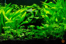 Lade das Bild in den Galerie-Viewer, Fluss Hahnenfuss | Ranunculus inundatus | In Vitro Aquariumpflanze im Garnelenaquarium