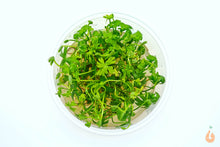 Lade das Bild in den Galerie-Viewer, Fluss Hahnenfuss Ranunculus inundatus In Vitro Aquariumpflanze XL Becher