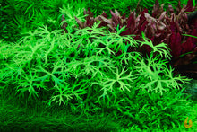 Lade das Bild in den Galerie-Viewer, Fluss Hahnenfuss | Ranunculus inundatus | In Vitro Wasserpflanze im Aquarium