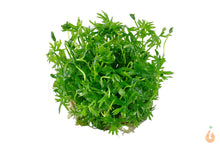 Lade das Bild in den Galerie-Viewer, Fluss Hahnenfuss | Ranunculus inundatus | In Vitro Aquariumpflanze Tropica Becher