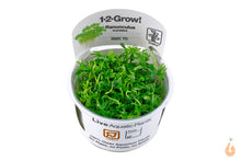 Lade das Bild in den Galerie-Viewer, Fluss Hahnenfuss | Ranunculus inundatus | In Vitro Aquariumpflanze Tropica Becher