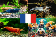 Lade das Bild in den Galerie-Viewer, Bunter Neocaridina Garnelen Party-Mix | Team FRANKREICH | 10+1 & kostenlose Probe für das Aquarium