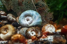 Lade das Bild in den Galerie-Viewer, Futterschnecken als Lebendfutter | Posthornschnecken / Turmdeckelschnecken im Nano Aquarium