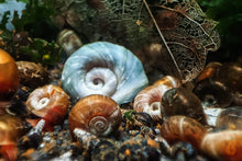 Lade das Bild in den Galerie-Viewer, Futterschnecken als Lebendfutter | Posthornschnecken / Turmdeckelschnecken mit kaputtem Schneckenhaus