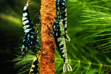Lade das Bild in den Galerie-Viewer, Shrimp Sticks Lollies / Garnelen Lollie | Verschiedene Lolly Sorten als Garnelenfutter und Schneckenfutter für das Aquarium