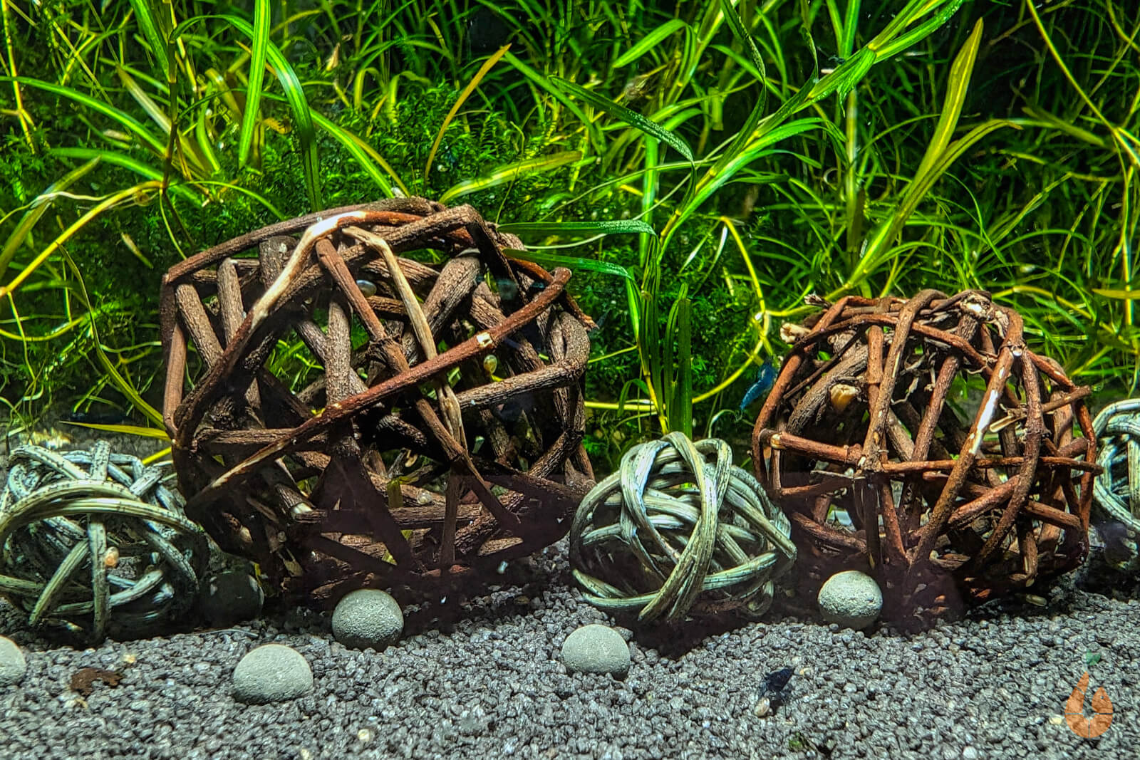 Garnelen Spielbälle / Natur Shrimp Shelter