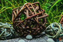 Lade das Bild in den Galerie-Viewer, Garnelen Spielbälle / Natur Shrimp Shelter | Natürliches Versteck / Unterschlupf im Aquarium