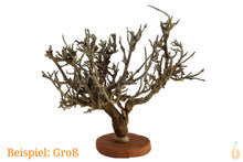 Lade das Bild in den Galerie-Viewer, Wurzel-Birnes Überraschungs Garnelenbaum für das Aquarium - groß