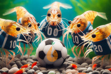 Lade das Bild in den Galerie-Viewer, Bunter Neocaridina Garnelen Party-Mix | Team PORTUGAL | 10+1 & kostenlose Probe