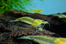Lade das Bild in den Galerie-Viewer, Gelbe Amano Garnele / Amanogarnele Gelb | TOP Algenfresser | Caridina multidentata var. Yellow im Aquascape Aquarium