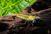 Lade das Bild in den Galerie-Viewer, Gelbe Amano Garnele / Amanogarnele Gelb | TOP Algenfresser | Caridina multidentata var. Yellow im Aquarium