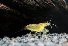 Lade das Bild in den Galerie-Viewer, Gelbe Amano Garnele / Amanogarnele Gelb | TOP Algenfresser | Caridina multidentata var. Yellow im Nano Aquarium