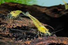 Lade das Bild in den Galerie-Viewer, Gelbe Amano Garnele / Amanogarnele Gelb | TOP Algenfresser | Caridina multidentata var. Yellow im Garnelenaquarium
