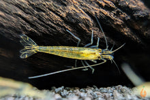Lade das Bild in den Galerie-Viewer, Gelbe Amano Garnele / Amanogarnele Gelb | TOP Algenfresser | Caridina multidentata var. Yellow im Nanoaquarium