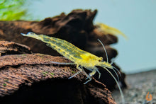 Lade das Bild in den Galerie-Viewer, Gelbe Amano Garnele / Amanogarnele Gelb | TOP Algenfresser | Caridina multidentata var. Yellow im Aquascaping Aquarium