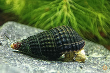 Lade das Bild in den Galerie-Viewer, Gelbe Mini Turmdeckelschnecke | Tylo TDS | Tylomelania sp. Yellow mini im Aquarium