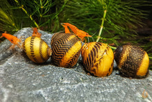 Lade das Bild in den Galerie-Viewer, Gelbe Rennschnecke / Napfschnecke | Vittina waigiensis im Aquascaping Aquarium