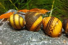 Lade das Bild in den Galerie-Viewer, Gelbe Rennschnecke / Napfschnecke | Vittina waigiensis im Nano Aquarium