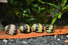 Lade das Bild in den Galerie-Viewer, Gemusterte Fancy Tiger Geweihschnecke | Clithon sp. im Aquarium