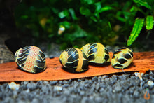 Lade das Bild in den Galerie-Viewer, Gemusterte Fancy Tiger Geweihschnecke | Clithon sp. im Nano Aquarium