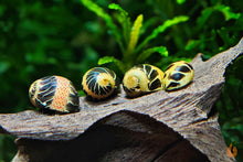 Lade das Bild in den Galerie-Viewer, Gemusterte Fancy Tiger Geweihschnecke | Clithon sp. im Wasserschnecken Aquarium