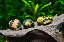 Lade das Bild in den Galerie-Viewer, Gemusterte Fancy Tiger Geweihschnecke | Clithon sp. im Garnelenaquarium