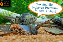 Lade das Bild in den Galerie-Viewer, Gestachelte Turmdeckelschnecke / TDS | Thiara winteri im Garnelen Aquarium