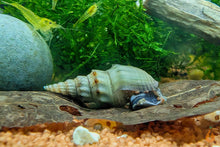 Lade das Bild in den Galerie-Viewer, Gestachelte Turmdeckelschnecke / TDS | Thiara winteri im Garnelenaquarium