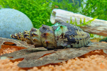 Lade das Bild in den Galerie-Viewer, Gestachelte Turmdeckelschnecke / TDS | Thiara winteri im Nano Aquarium