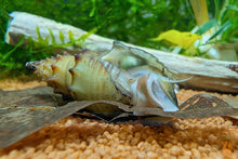 Lade das Bild in den Galerie-Viewer, Gestachelte Turmdeckelschnecke / TDS | Thiara winteri im Nanoaquarium