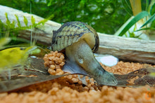Lade das Bild in den Galerie-Viewer, Gestachelte Turmdeckelschnecke / TDS | Thiara winteri im Aquasacping Aquarium