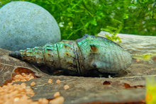 Lade das Bild in den Galerie-Viewer, Gestachelte Turmdeckelschnecke / TDS | Thiara winteri im Aquascape Aquarium