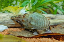 Lade das Bild in den Galerie-Viewer, Gestachelte Turmdeckelschnecke / TDS | Thiara winteri im Schneckenaquarium