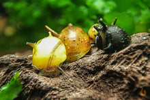 Lade das Bild in den Galerie-Viewer, Bunter Geweihschnecken / Hörnchenschnecken Mix | Clithon sp. im Nanoaquarium