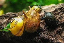 Lade das Bild in den Galerie-Viewer, Bunter Geweihschnecken / Hörnchenschnecken Mix | Clithon sp. im Schnecken Aquarium