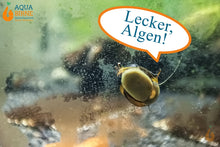 Lade das Bild in den Galerie-Viewer, Geweihschnecke / Hörnchenschnecke Gelb-Schwarz | Clithon Corona "black & gold" frisst Algen an der Aquariumscheibe / Algenfresser