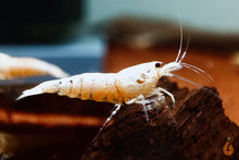 Lade das Bild in den Galerie-Viewer, Golden Bee Garnele / Goldene Bienengarnele | Caridina sp. im Garnelenaquarium